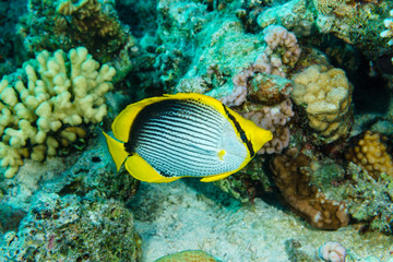 Naklejka na ściany i meble Diagonal-lined butterflyfish (Chaetodon fasciatus). Red sea. Egypt.