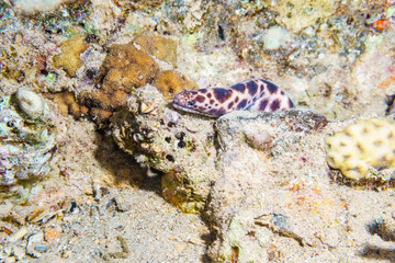 Spotted snake eel. Red sea. Egypt.