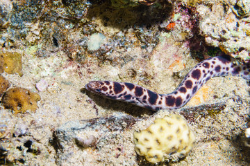 Spotted snake eel. Red sea. Egypt.