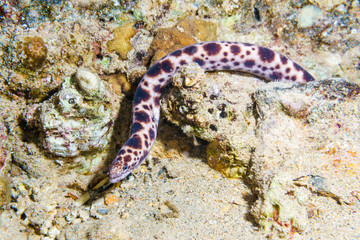 Spotted snake eel. Red sea. Egypt.