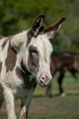 Sweet Donkey