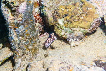 Spotted snake eel. Red sea. Egypt.