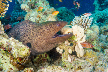 Giant Moray eel-Gymnothorax thyrsoideus. Red sea, Egypt.