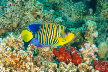 Fototapeta na wymiar Royal angelfish (Pygoplites diacanthus). Red Sea, Egypt.