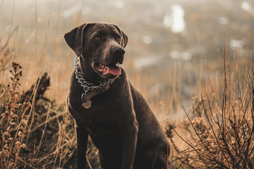 portrait of a dog