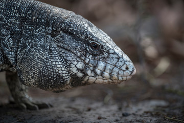 Argentine Black and white Tegu Lizard,Pantanal,Brazil