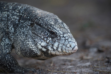 Argentine Black and white Tegu Lizard,Pantanal,Brazil