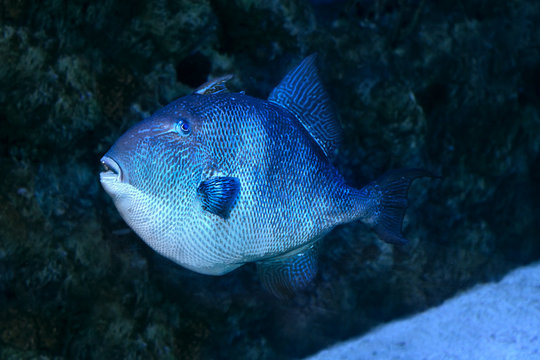 Blue triggerfish (pseudobalistes fuscus).