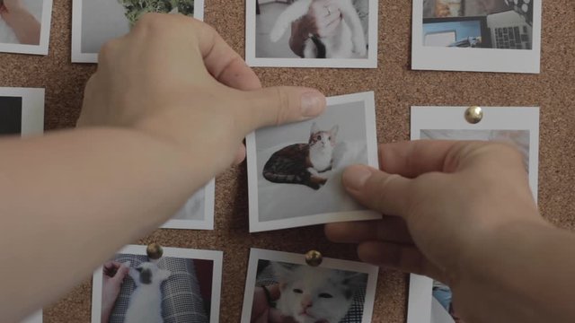 Person unpins photo with cat off cork board