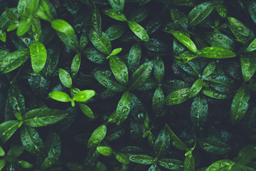 Green foliage with small leaves glistening with raindrops.