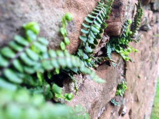 Ferns in stone wall