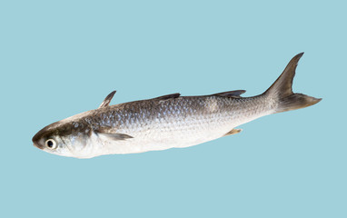 fish isolated on white background