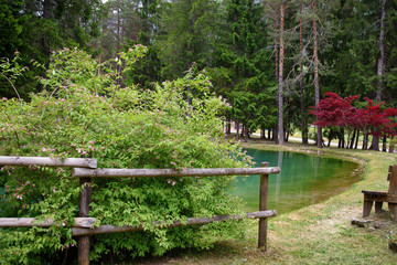 beautiful landscape with pine trees, red maple tree and emerald green lake; city park in Forni di Sopra (Italy) with wooden fence and wooden benches in the foreground