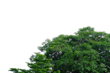 Obraz premium Tropical plants on white isolated background for green foliage backdrop