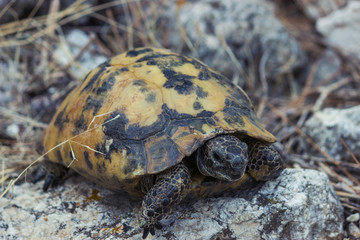 close up photo of small mountain turtle