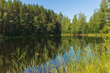 overgrown shore of the forest lake