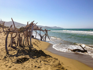 Fototapeta na wymiar driftwood on a sandy Beach in Tuscany, Italy