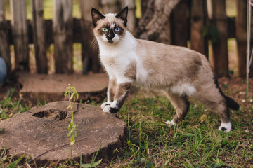 portrait of a cat with heterochromia
