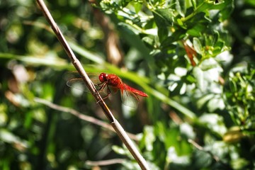 Red dragonfly