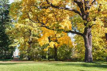Autumn scenery in a park with pathway between the trees at sunny day. Big oak and green grass with dry leaves on a meadow around. Golden fall time