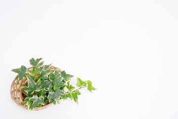 Botanical frame : Ivy in a basket  on a white background.   カゴに入ったアイビー