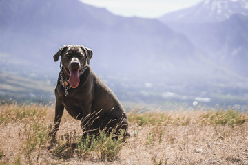 dog in mountains