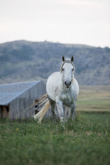 Obraz na płótnie Canvas Grey Wyoming Horse