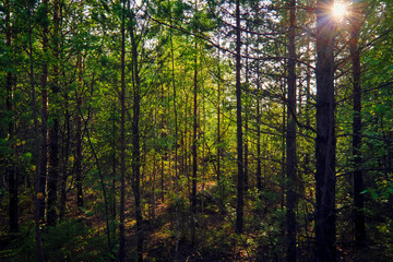 Fototapeta na wymiar The rays of the setting sun illuminating the thicket of the forest summer landscape.