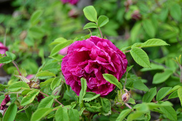 Pink rose flower on a Bush with green leaves. Garden roses. dogrose. Garden. Summer flowers. Floriculture. Nature. Flower seeds. Selective focus