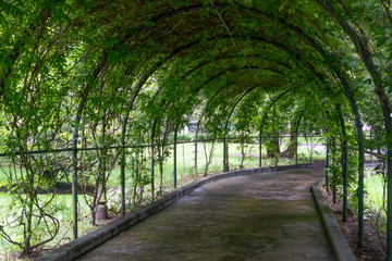 Fototapeta na wymiar Arched green natural tunnel from plant branches with green leaves in the park