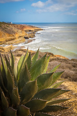 Cactus on the Coast