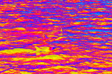 Abstract graphic illustration of dolphin in the water