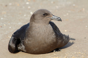 petrel sea bird