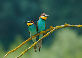 Two beautiful European bee-eaters (Merops apiaster)