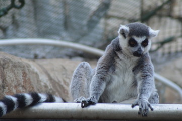 Closeup portrait of an enadangered cute ring tailed Lemur l Lemur Catta in captivity in South Africa