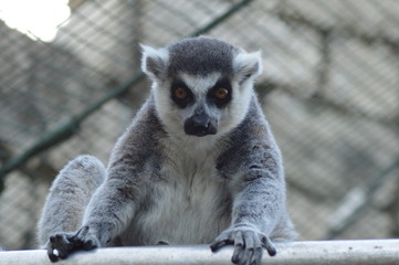 Closeup portrait of an enadangered cute ring tailed Lemur l Lemur Catta in captivity in South Africa