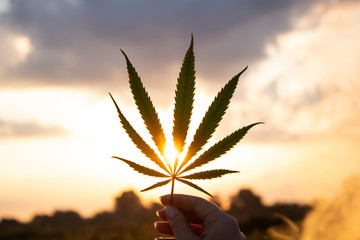 Leaf of cannabis in the hand in the setting sun on blurred background