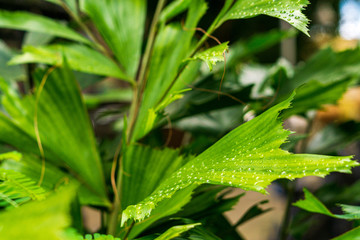 green leaves of plant