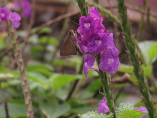 Moth on a flower