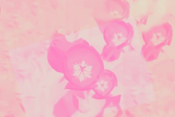 Light pink color gradient background with floral pattern. Abstract background