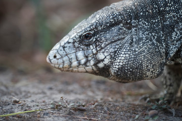 Argentine Black and white Tegu Lizard,Pantanal,Brazil