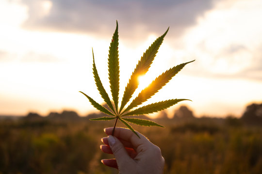 Leaf of cannabis in the hand in the setting sun on blurred background