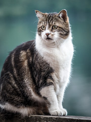 Front view of domestic cat sitting on the railing and looking at the object of interest.