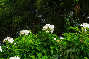 flowers in the garden