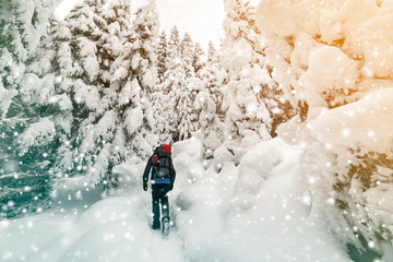 Back view of tourist hiker with backpack walking in white clean deep snow on bright frosty winter day in mountain forest with tall dark green spruce.