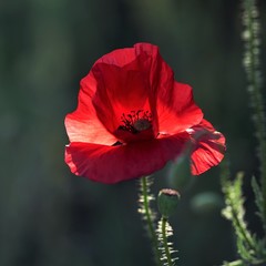 incredibly beautiful red poppy flower growing in the garden