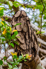 A beauty of the Klong SangNeh  Which is known as the little Amazon of Thailand