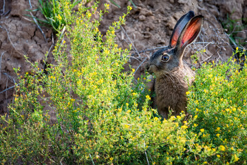 Obraz premium Close up scared European hare or Lepus europaeus in nature