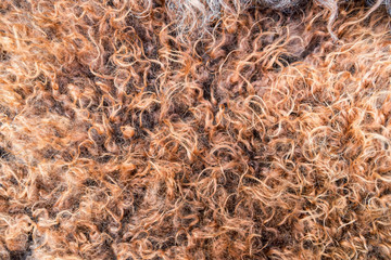 Close up of natural brown fur texture background