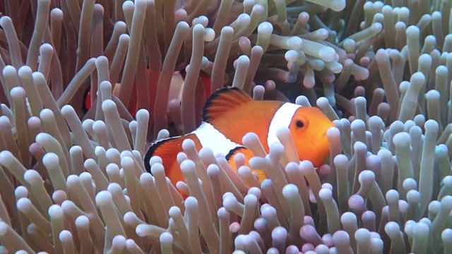 two clownfish in slow motion